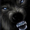 Wolfii