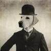 DandyPoet