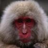 woolsy