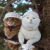 CATfairy