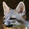 Keen Fox