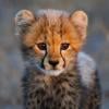 Mr_ChEeTaH