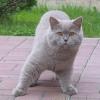 AMortis