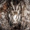 Symphobia