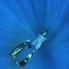 Diver_Gr