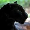 panther_512