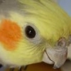 anthobeio