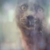anathema00