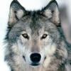 WOLFMAN