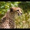 cheetah21